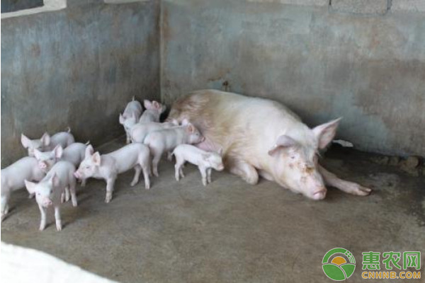 2025年生猪价格走势图_2025猪肉价格走势分析_猪肉消费淡季替代品分流需求