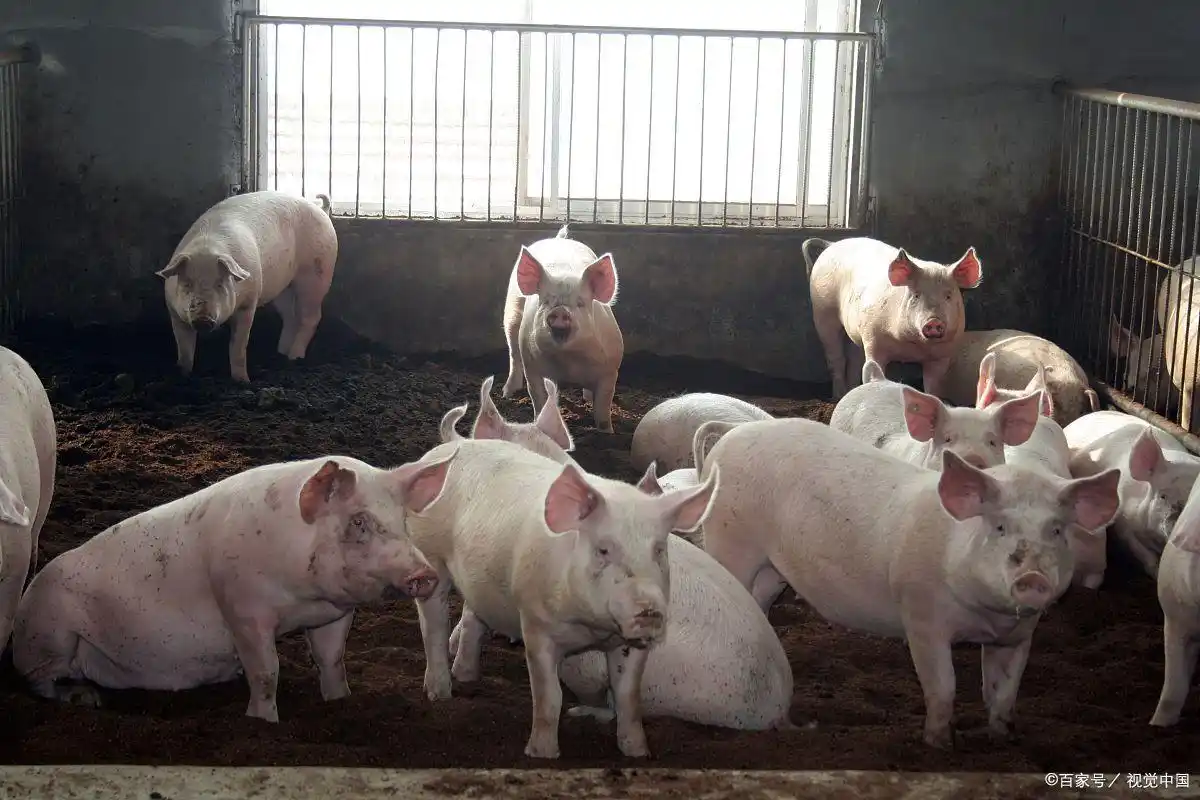 未来五年生猪价格走势_影响短期猪价的四大核心因素_当前猪价现状供需博弈