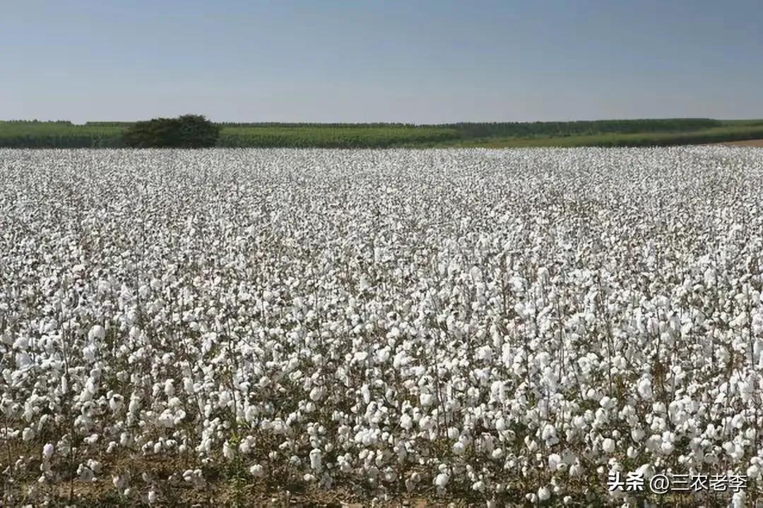 新疆棉花产业政策 _ 2025年棉花目标价格补贴 _2025棉花行情