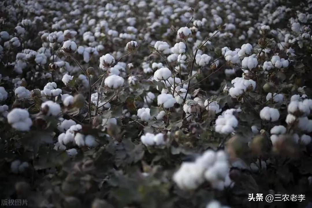 2025棉花行情_ 2025年棉花目标价格补贴 _新疆棉花产业政策 
