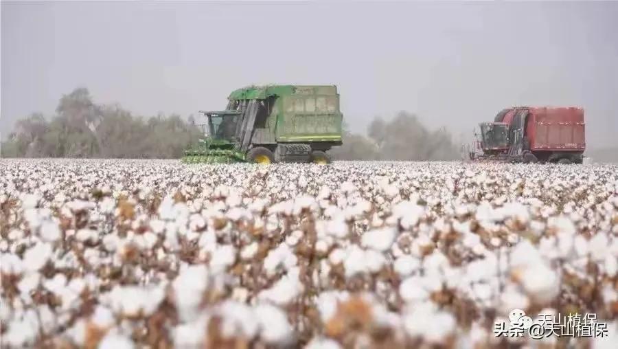 2025棉花行情_新疆棉花产业政策 _ 2025年棉花目标价格补贴 