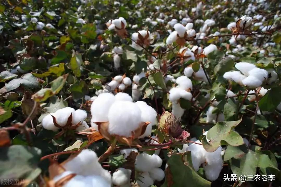 2025棉花行情_新疆棉花产业政策 _ 2025年棉花目标价格补贴 