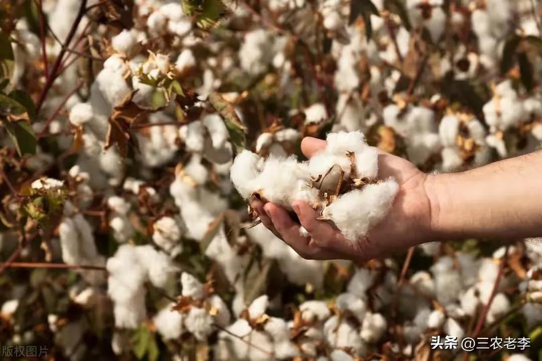 新疆棉花产业政策 _ 2025年棉花目标价格补贴 _2025棉花行情