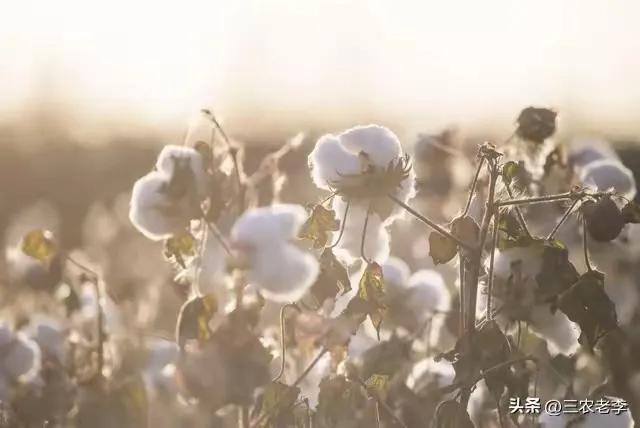  2025年棉花目标价格补贴 _2025棉花行情_新疆棉花产业政策 