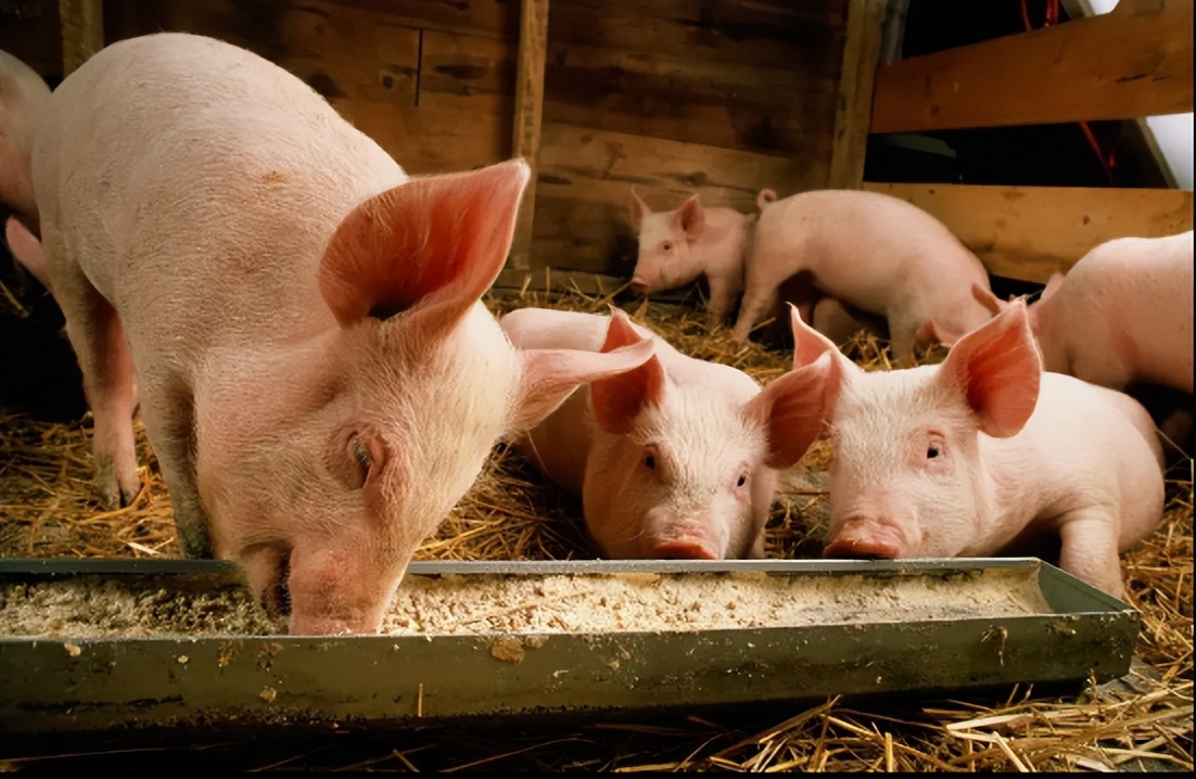 玄田算法预测明日猪价_全国外三元生猪价格走势图及涨跌表_全国生猪价格走势图