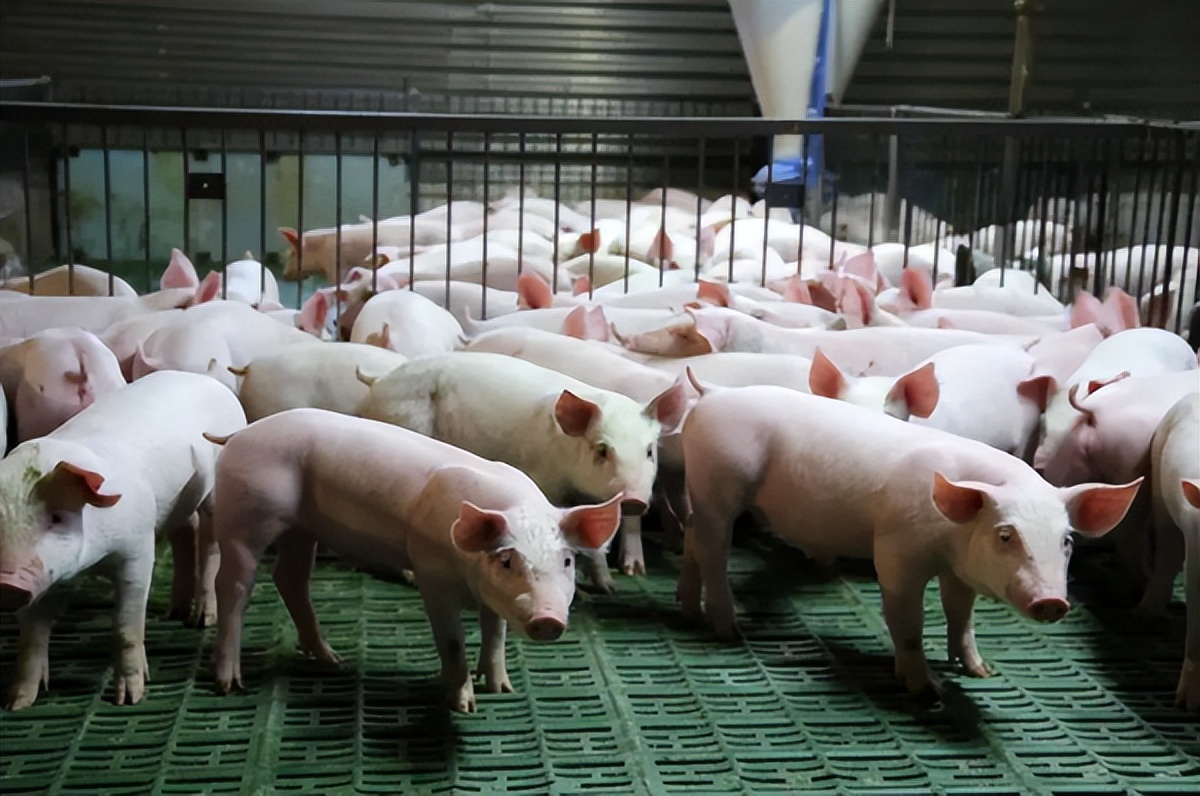 2026年仔猪市场行情分析_广西仔猪行情_仔猪价格大幅反弹原因解读