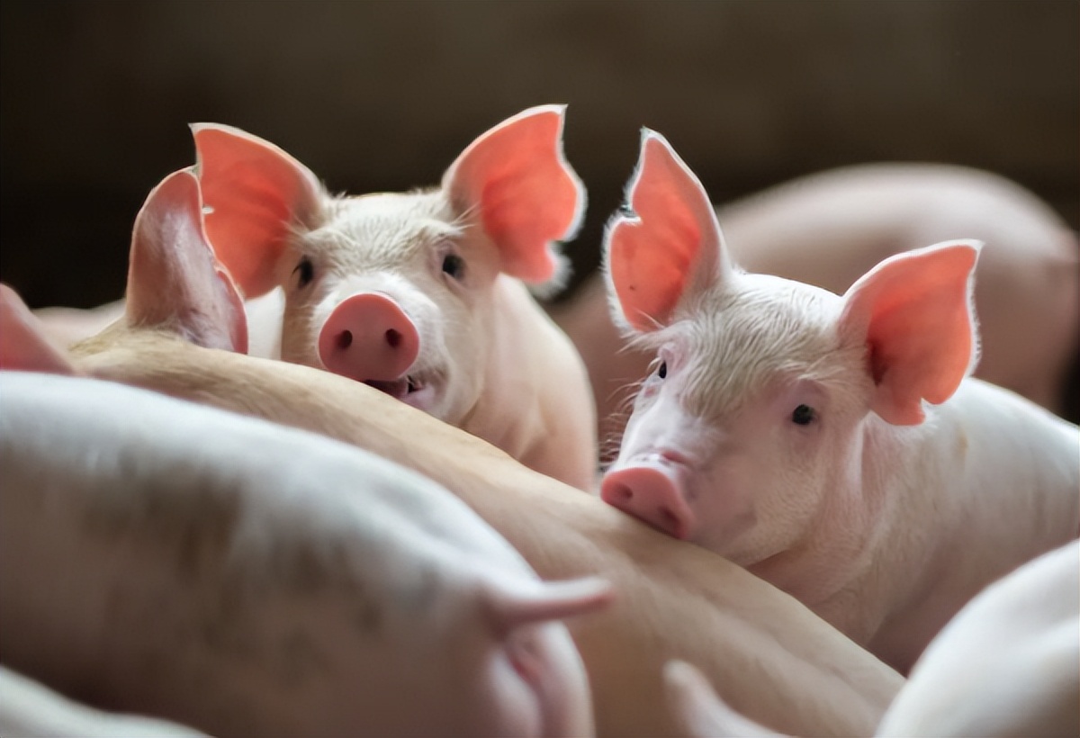 仔猪价格大幅反弹原因解读_2026年仔猪市场行情分析_广西仔猪行情